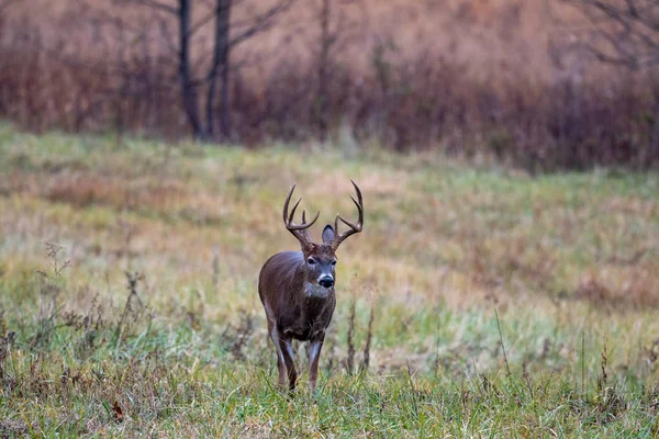 Grote whitetailed hert buck — Stockfoto