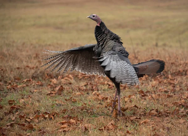 Wilder Truthahn auf einer Wiese — Stockfoto