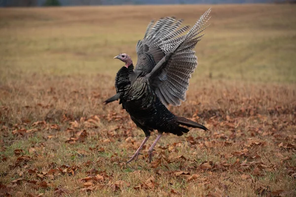 Wilder Truthahn auf einer Wiese — Stockfoto