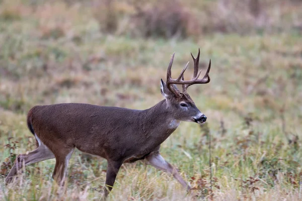 Μεγάλη ελάφια whitetailed buck — Φωτογραφία Αρχείου