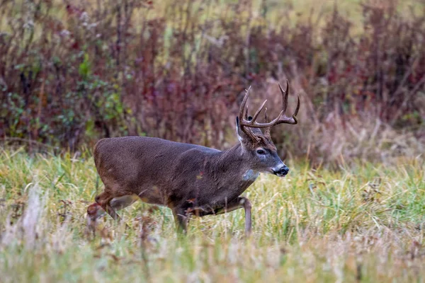 Large whitetailed deer buck — Stock Photo, Image