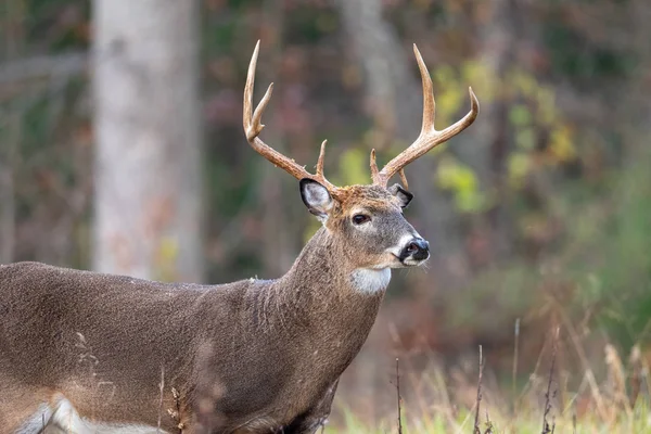 Large whitetailed deer buck — Stock Photo, Image