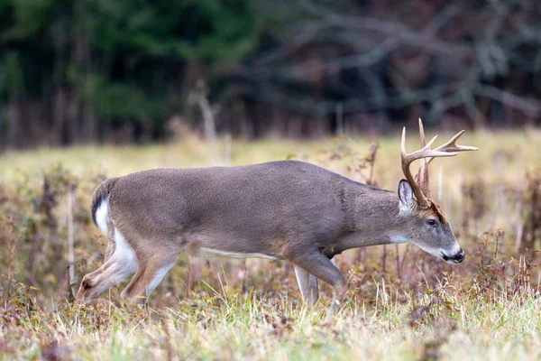 Büyük whitetailed geyik buck — Stok fotoğraf