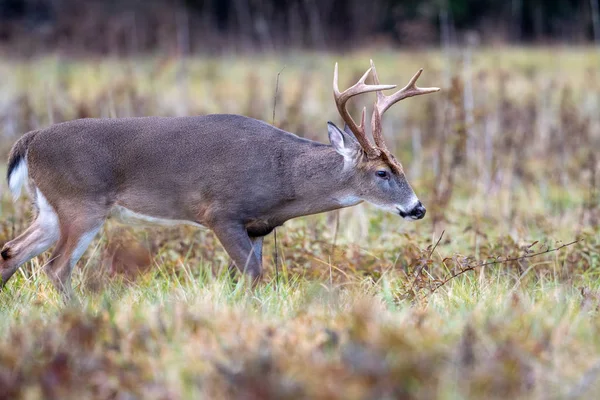 Grote whitetailed hert buck — Stockfoto