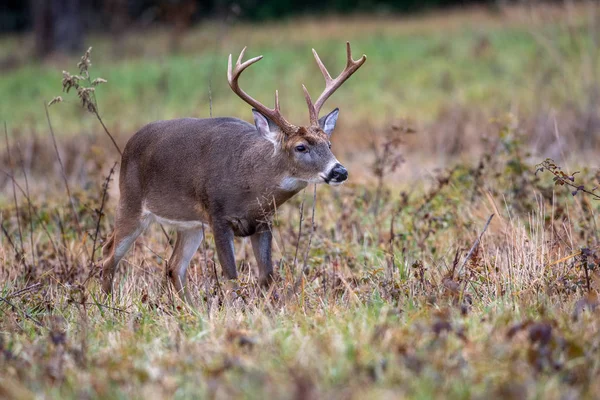 Grande cervo dalla coda bianca buck — Foto Stock