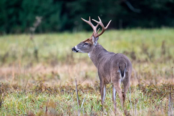 Duże whitetailed jelenie buck — Zdjęcie stockowe