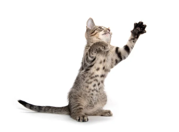 Schattig tabby kitten springen en spelen — Stockfoto