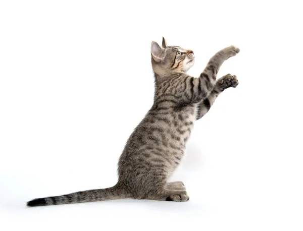 Söt tabby kattunge hoppa och spela — Stockfoto