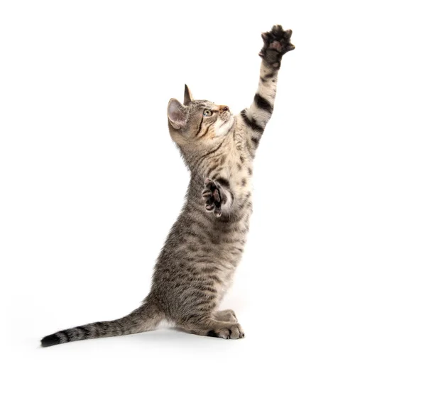 Tatlı tekir kedicik zıplıyor ve oynuyor — Stok fotoğraf