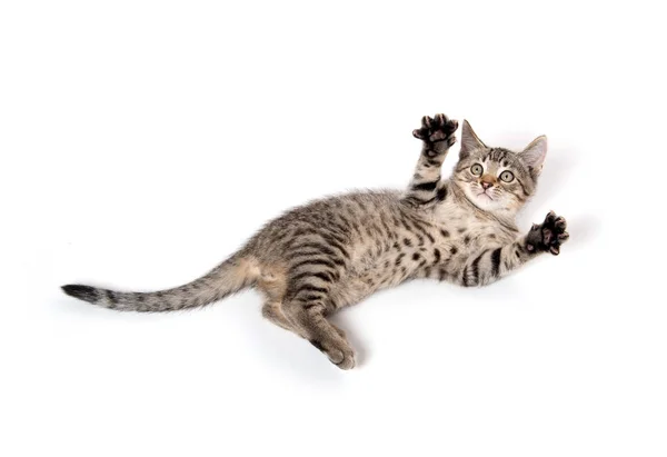 Tabby gatito recostado en blanco — Foto de Stock
