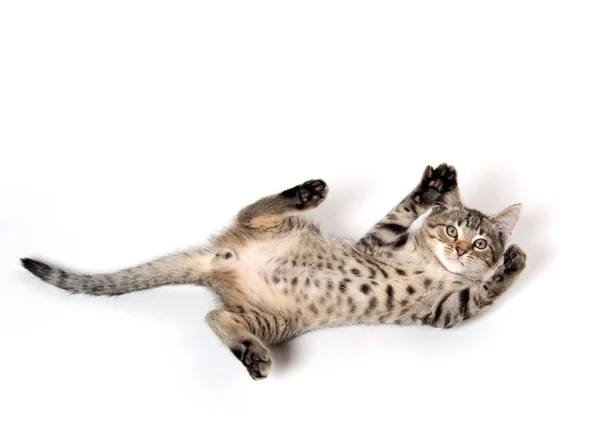 Tabby gatito recostado en blanco —  Fotos de Stock