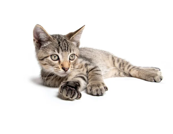 Tabby chaton couché sur blanc — Photo