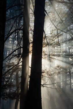 Orman kovduktan sonra duman