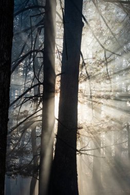 Orman kovduktan sonra duman