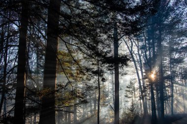 Orman kovduktan sonra duman