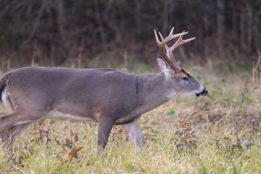 büyük whitetailed geyik buck