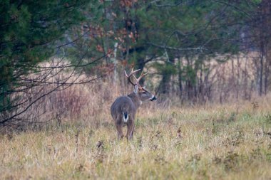 büyük whitetailed geyik buck