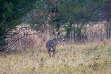 büyük whitetailed geyik buck
