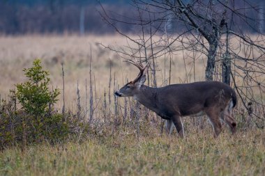 büyük whitetailed geyik buck