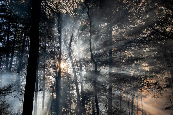 Smoke after forest fire — Stock Photo, Image