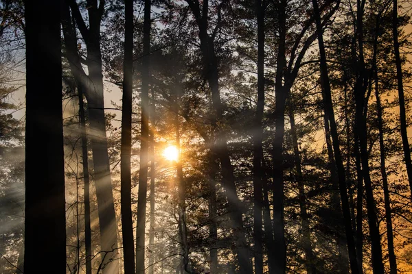 Smoke after forest fire — Stock Photo, Image