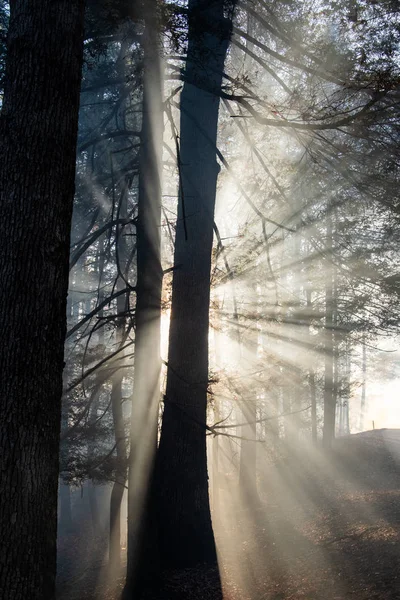 Smoke after forest fire — Stock Photo, Image