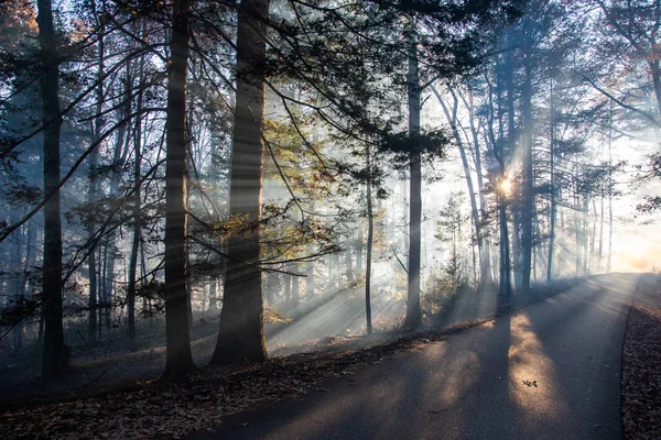 Smoke after forest fire — Stock Photo, Image