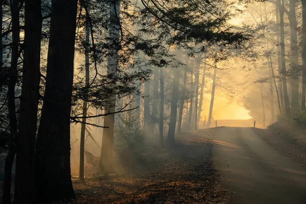 Smoke after forest fire — Stock Photo, Image