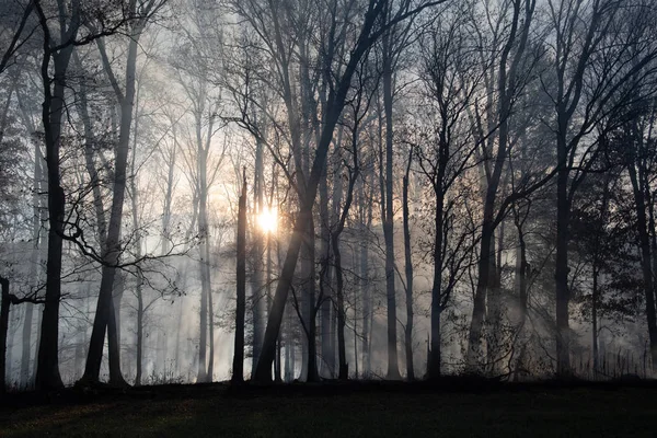 Smoke after forest fire — Stock Photo, Image