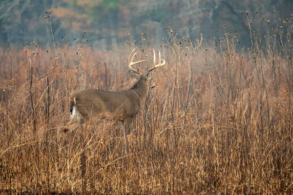 Büyük whitetailed geyik buck — Stok fotoğraf