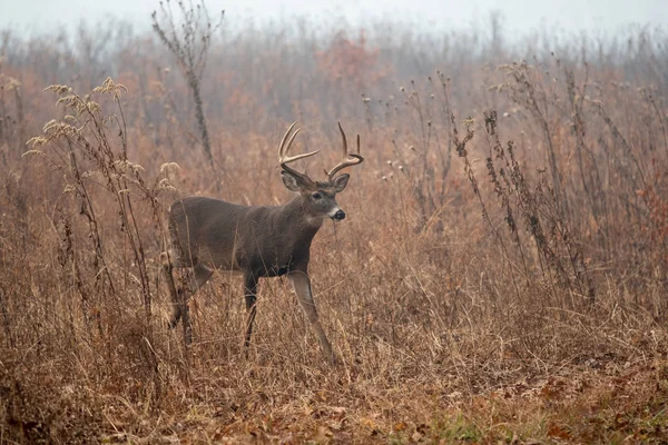 Büyük whitetailed geyik buck — Stok fotoğraf