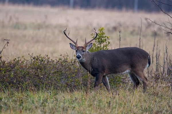 Grande cervo dalla coda bianca buck — Foto Stock