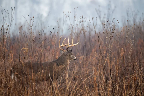 Large whitetailed deer buck — Stock Photo, Image