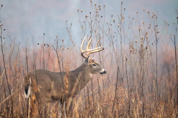 Grote whitetailed hert buck — Stockfoto