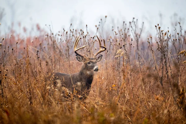 Velké whitetailed jelenů buck — Stock fotografie