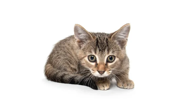 Carino gattino tabby su bianco — Foto Stock