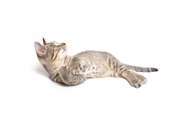Tabby kotek leżący na białym — Zdjęcie stockowe