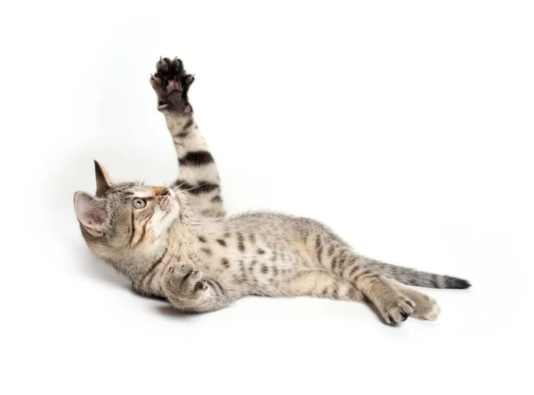 Tabby gatito recostado en blanco — Foto de Stock