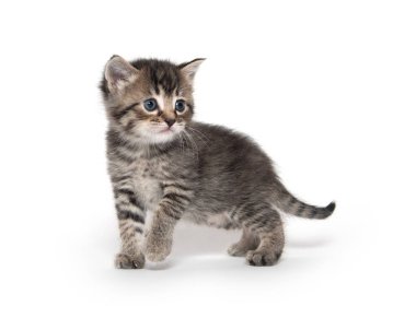 Beyaz arka planda izole edilmiş sevimli yavru tekir kedicik.