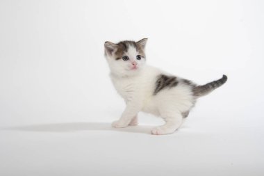 Beyaz arka planda şirin beyaz bir yavru kedi.