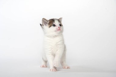 Beyaz arka planda şirin beyaz bir yavru kedi.
