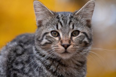 Arka planda sarı yapraklı şirin tekir kedi.