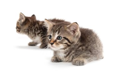 Beyaz arka planda soyutlanmış iki sevimli kedi yavrusu