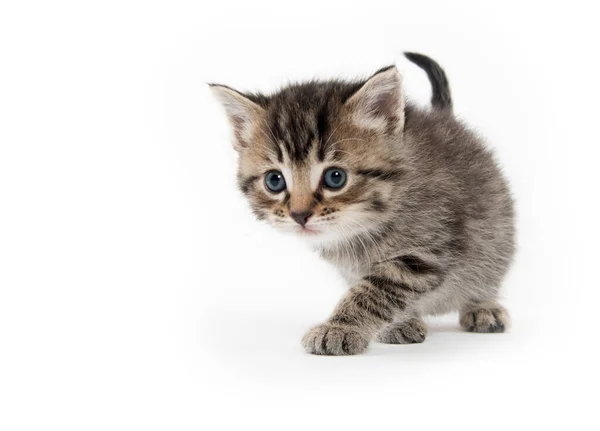 Söt Baby Tabby Kattunge Isolerad Vit Bakgrund — Stockfoto