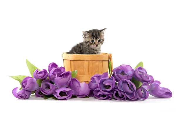 Schattig Tabby Kitten Paarse Emmer Bloemen Isoleren Witte Achtergrond — Stockfoto