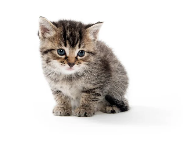 白い背景に隔離された可愛い赤ちゃんのタビー子猫 — ストック写真
