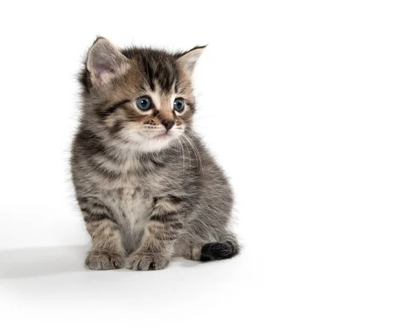 Beyaz Arka Planda Izole Edilmiş Sevimli Yavru Tekir Kedicik — Stok fotoğraf
