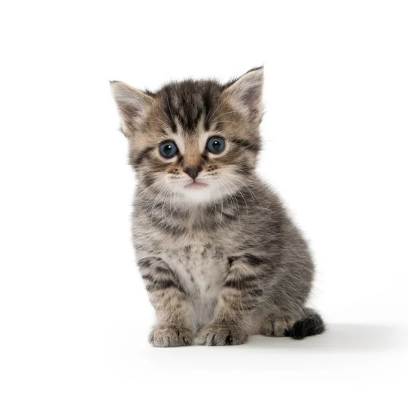 Carino Bambino Tabby Gattino Isolato Sfondo Bianco — Foto Stock