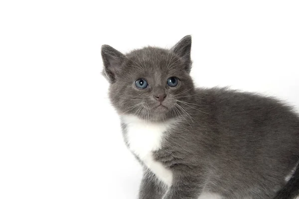 Graues Und Weißes Kätzchen Blickt Isoliert Auf Weißem Hintergrund Auf — Stockfoto