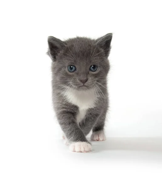 Schattig Baby Grijs Wit Kitten Geïsoleerd Witte Achtergrond — Stockfoto